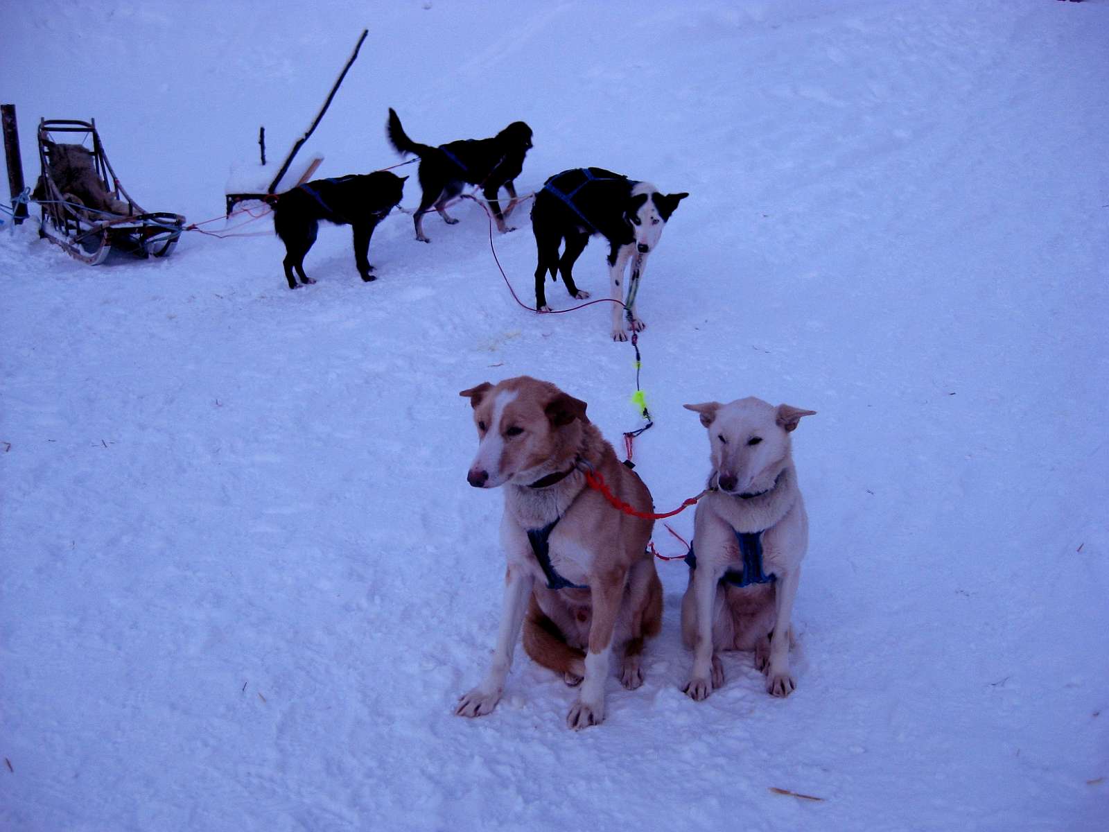 2011-01-12_Arctic_Circle-159_(Tromso)