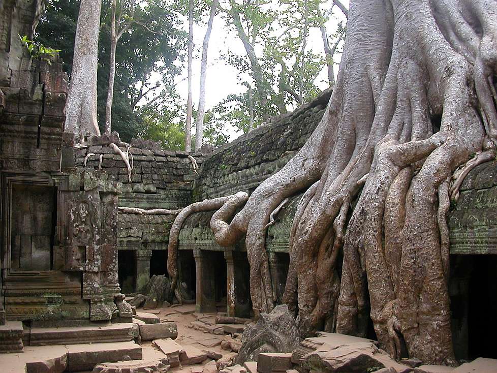 2005-12_Cambodia_0624_Angkor_C_Ta_Phrom_(roots)