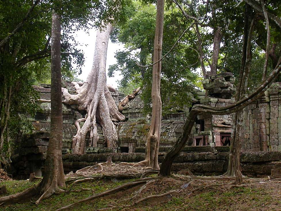 2005-12_Cambodia_0663_Angkor_C_Ta_Phrom_(roots)