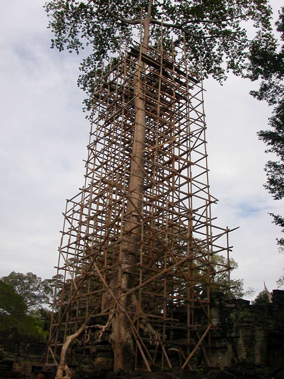 2005-12_Cambodia_0925_Angkor_C_Preah_Khan_(roots)