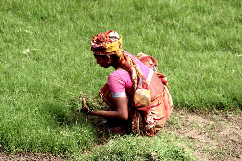 2012-05_INDIA_0571-c_(Uttar_Pradesh)