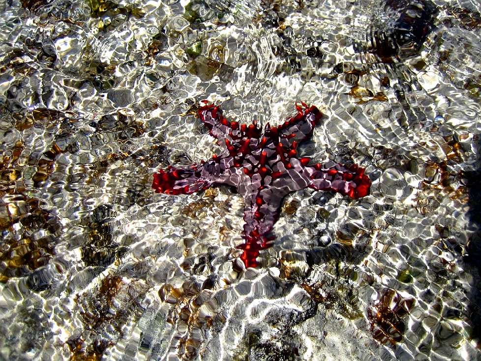 2008-01_02-Diani-Seaside_024