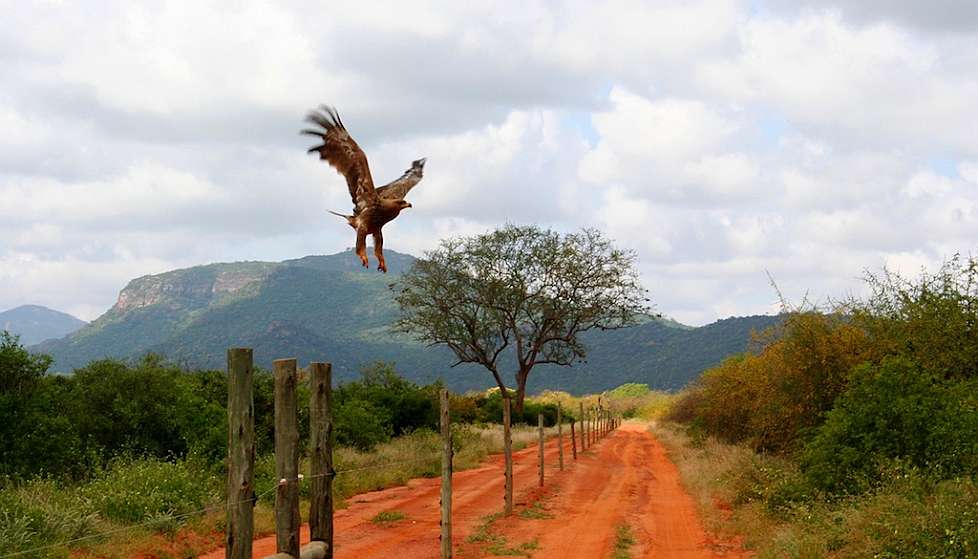 2008-01_03-Tsavo_007