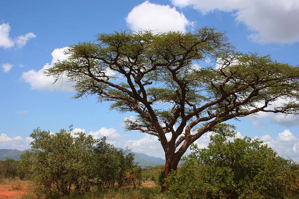 2008-01_03-Tsavo_009