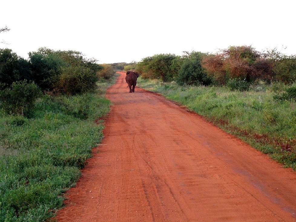 2008-01_03-Tsavo_017