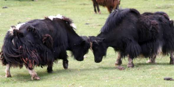 2008-06_Mongolia_0220c_Tzagaan_Zalaa