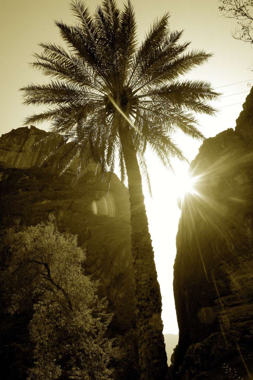 2010-03_Oman_1130_c