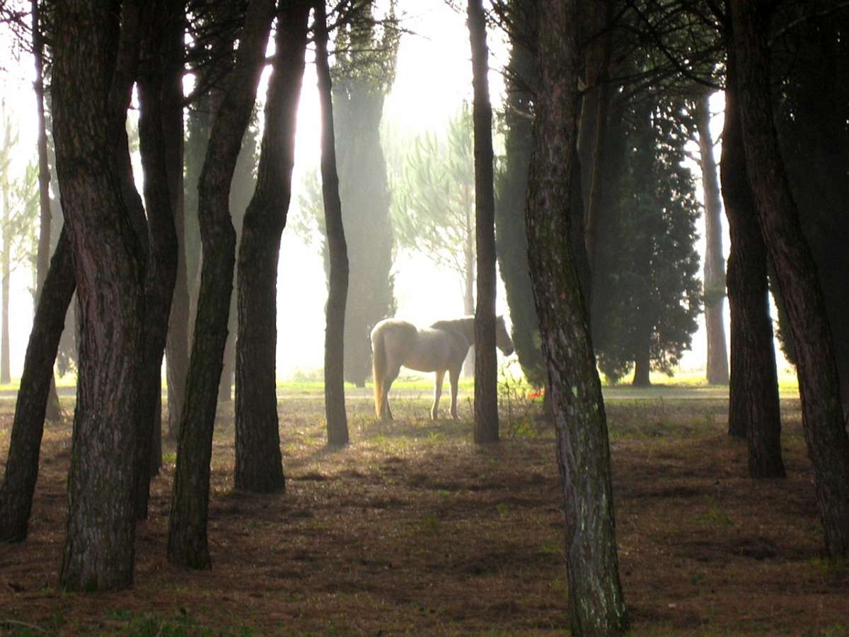 Tuscany_Sarteano_0025