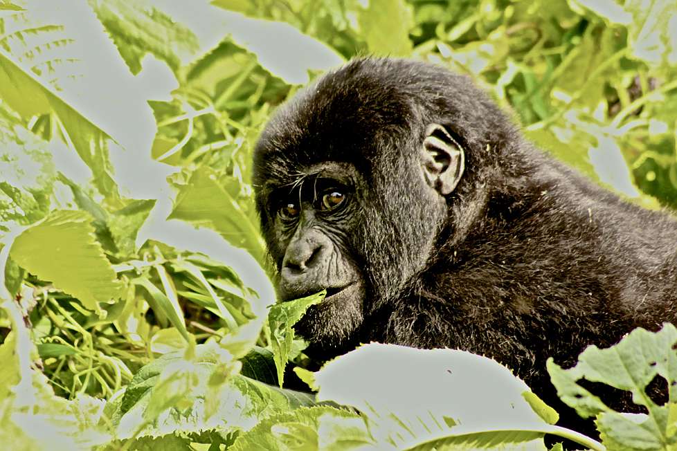 2013-12_UGANDA_0659_c.jpg