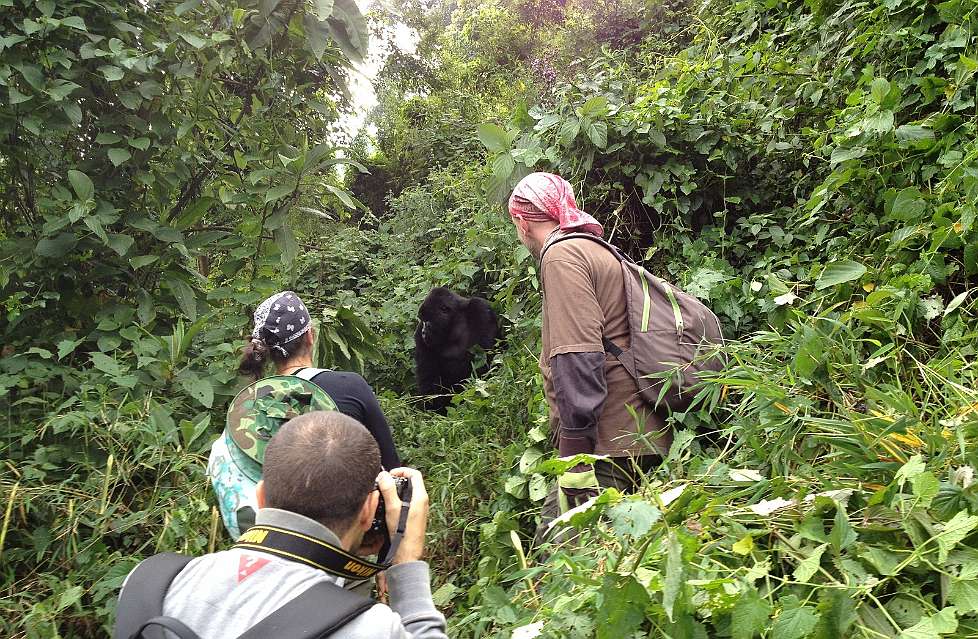 Simo e il gorilla (Uganda 2013-12-25).JPG