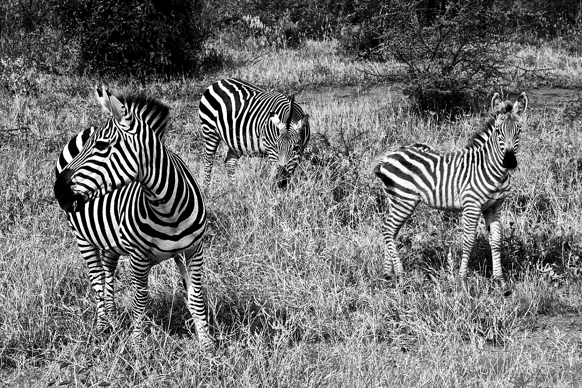 BW_2008-01-12 Kenya_0151c