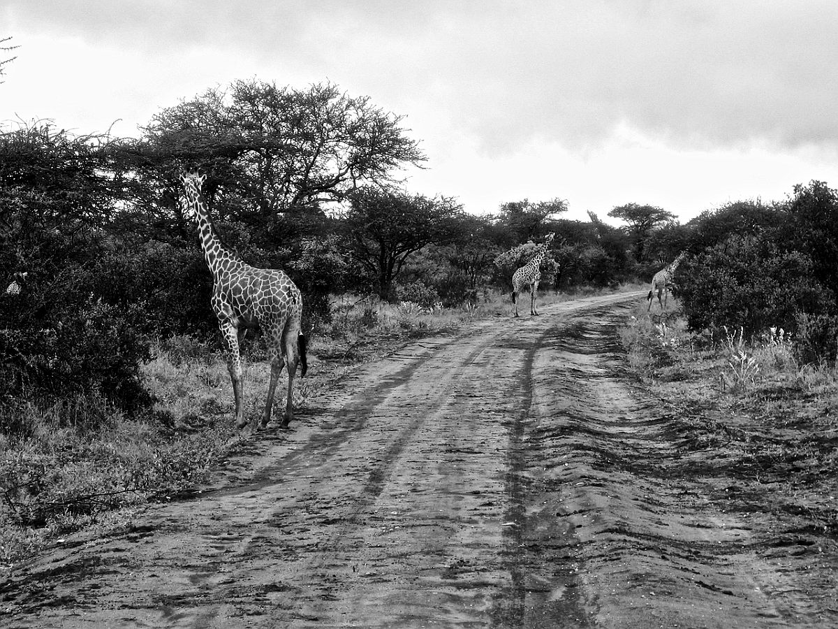 BW_2008-01-12 Kenya_0200cs