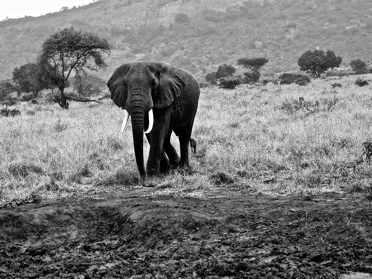 BW_2008-01-12 Kenya_0204ds