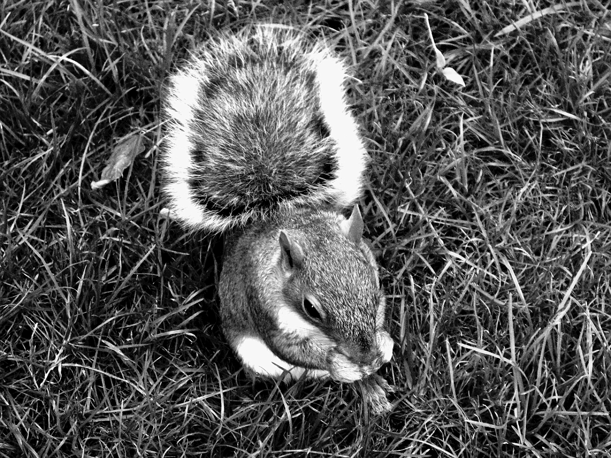 BW_2009-09 New York_0430 Madison Square Park