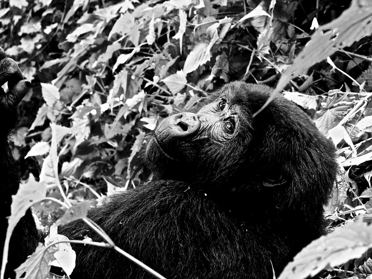 BW_2013-12 UGANDA_0720_c (1)