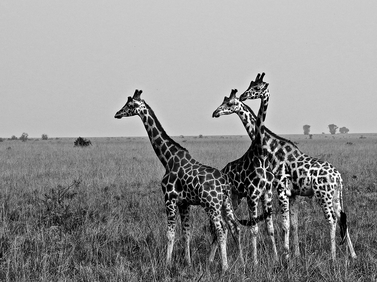 BW_2013-12 UGANDA_0936_s