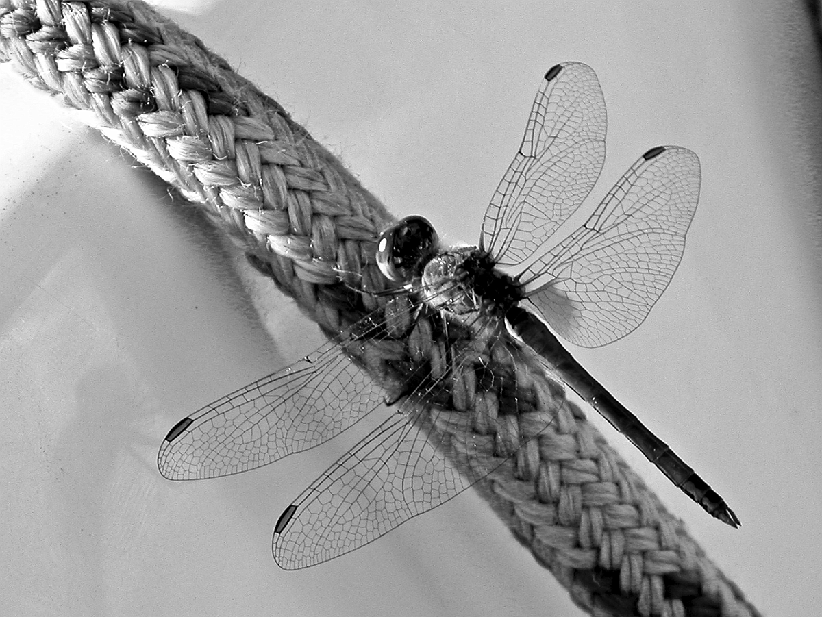 BW_Cri_Sardegna03_008