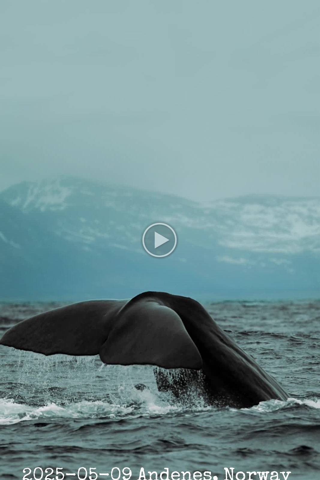 20250509 Norway Andenes - Whales
