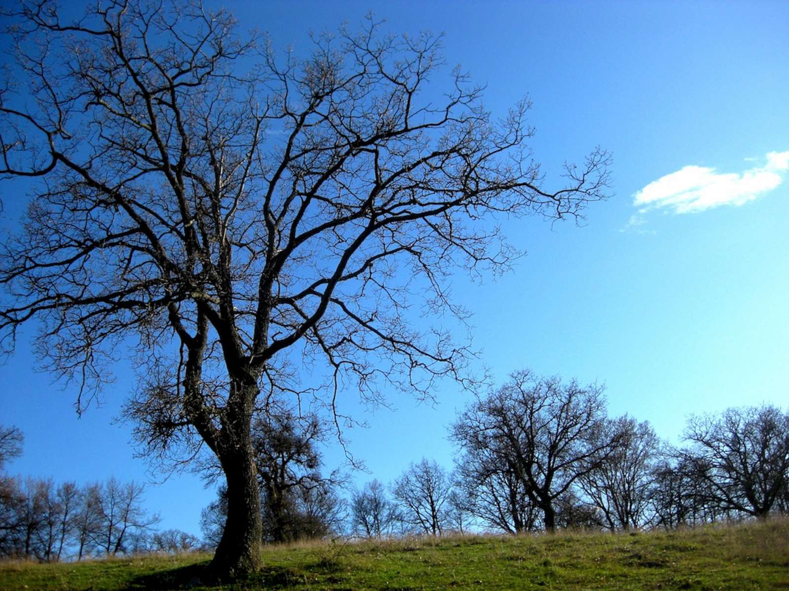 Tuscany_Poggio_capanne_076