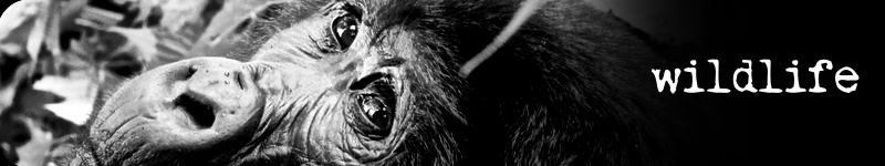 wildlife