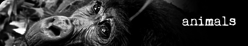 animals